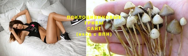 сатива Дмитров