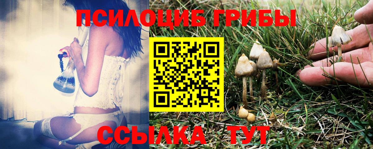Сальск  Галлюциногенные грибы Psilocybe  Вход с VPN 
